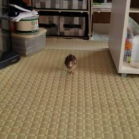 今日のふぐたん❗の画像