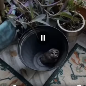 ヘドウィグ！！の画像