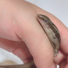 可愛いなぁ〜動画特集の画像