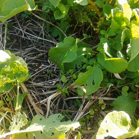 ラディッシュとジャガイモの収穫の画像