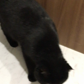 可愛いヤマトさんの画像