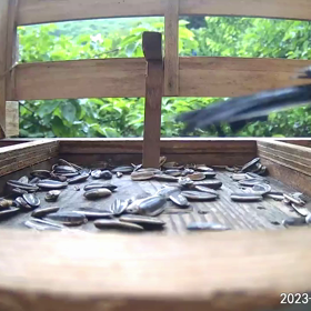 すぎぴたんの事件簿シーズン3　286話（レイン！シジュウカラとヤマガラの雨の攻防）の画像