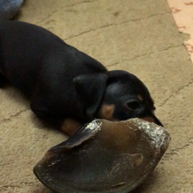 元気印(^^)の画像