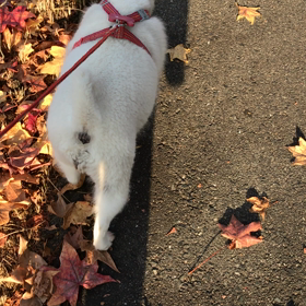 手術前の  散歩の画像