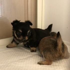 癒され動画の画像