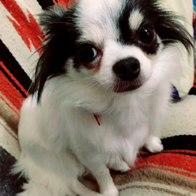 カーロがお手を！！！の画像