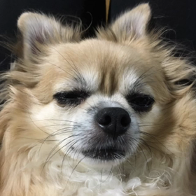 ココアの気持ち(^q^)の画像