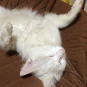 キノP軍団の皆様への画像