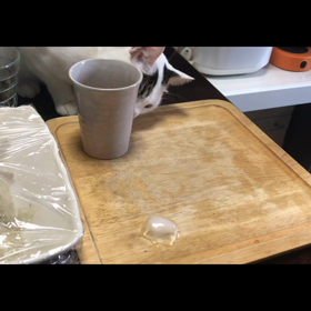 今日のテンの画像