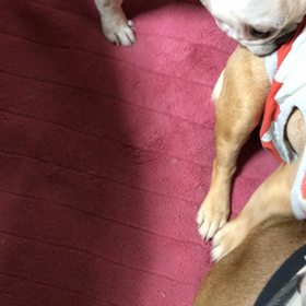 ウルトラマンふみ君の画像