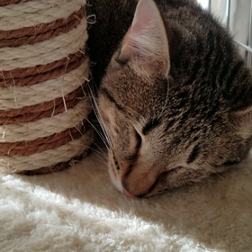 オスカーの飼い主さんから！の画像