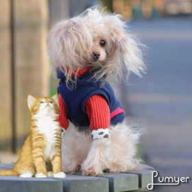 可愛いのでの画像