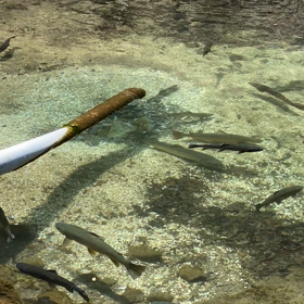 イワナ  センターZero第二池の画像