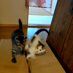 段ボール箱と子猫の画像