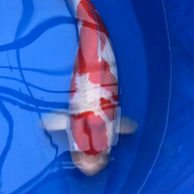 こいちゃんどうがの画像