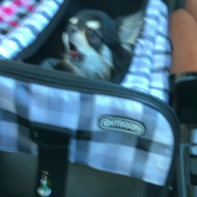 遠吠え？の画像