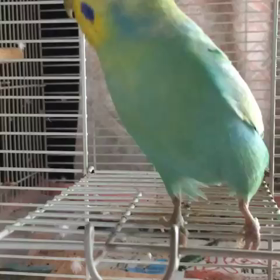 激しい！えーる❤の画像