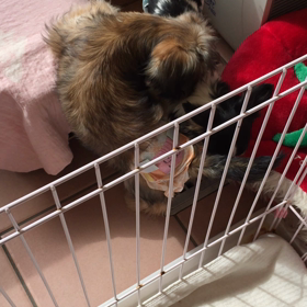 ちびっ子大冒険の画像