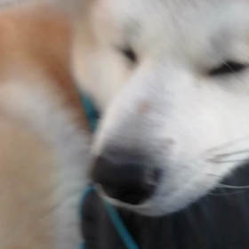 ２回目のしつけ訓練を終えて、朝散歩1km 地点の安倍川駅前でお座り伏せのしつけ訓練練習決行‼️何の画像