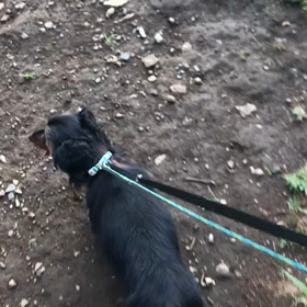 ♪お散歩動画♪代々木公園♪の画像