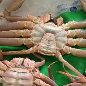 生きたままの画像