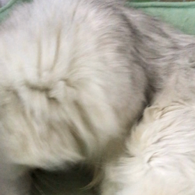 猫の助産師さんの画像