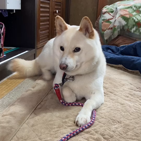 またまた，降りましたの画像