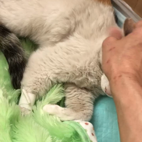 三咲ちゃん帰宅の画像