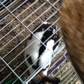 バニー バニー バニー パーティーの画像