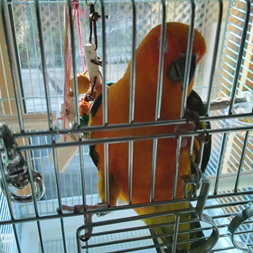 ツクツク×水浴び=カキカキしての画像