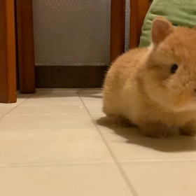 カピバラちゃんの画像