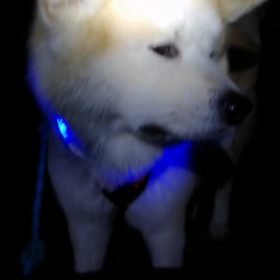 今朝は3回たっぷり休憩でイヤイヤほぼ無し‼️未来丸お利口さん❗この調子でイヤイヤ無しで頑張れの画像