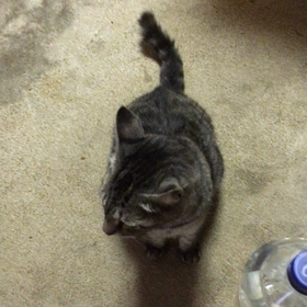 野良猫にゃん太、初めてのチンチン！の画像