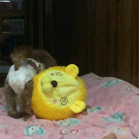 ◆大きいオモチャ◆の画像