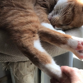 里親様募集中！つみれくんの画像