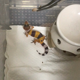 気の強いリアちゃん　太いハニーワーム食すの画像