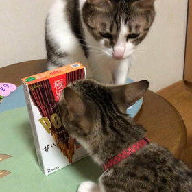 動物病院は嫌だにゃ…ポッキーらしき物の日の2匹。の画像