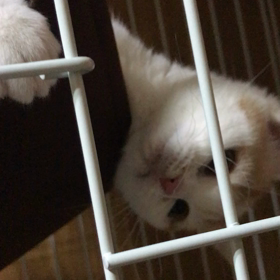 ハンモックの画像