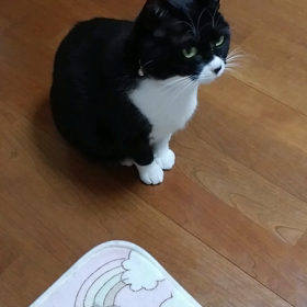 爪はまだ切れていないの画像