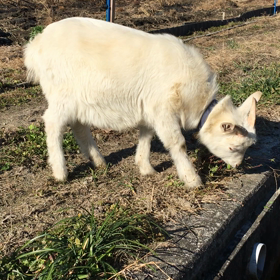 猪名川農業女子PJの画像