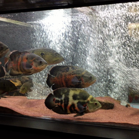 流木とったの画像