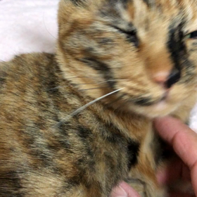 甘えん坊の画像