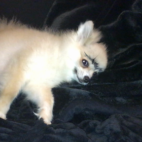 眉毛ボーンの画像