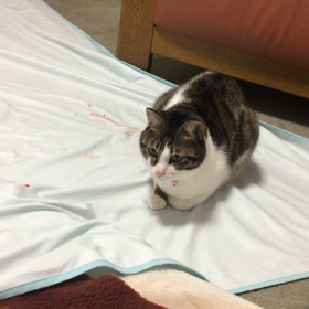 金曜日から3日目、チップ君のくしゃみと鼻血。デールの攻撃。の画像