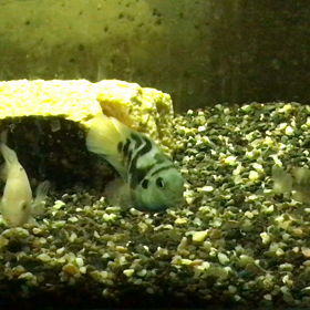 ブルータイガーパロット水槽の画像