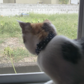 窓からお外を見るあらし(=^ェ^=)の画像