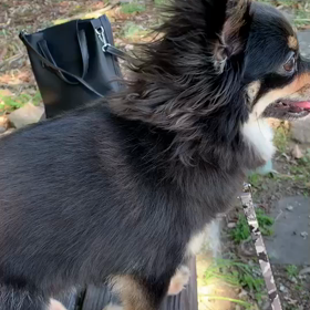 実家へ＆おまけ動画の画像