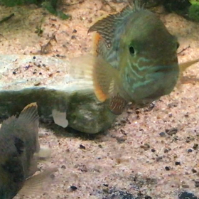 グリーンテラーの画像