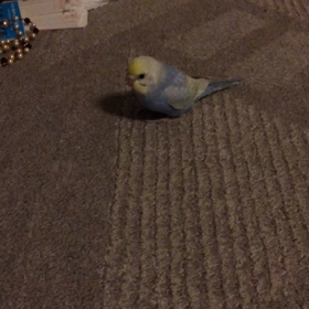 脚気だったぴぃさん②の画像