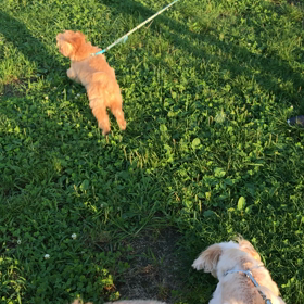 ドッグラン 動画編の画像